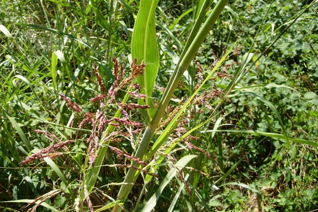 Chrysopogon gryllus? no, Sorghum halepense